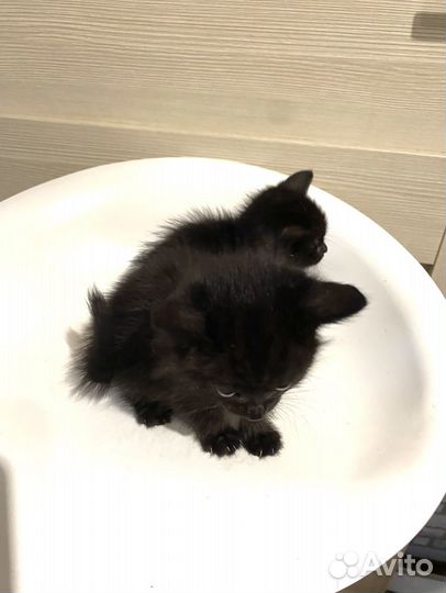 Черные котята