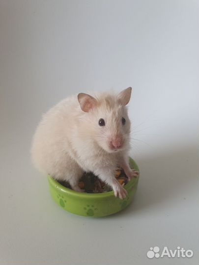 Сирийские хомячки (ангорские) длинношёрстные