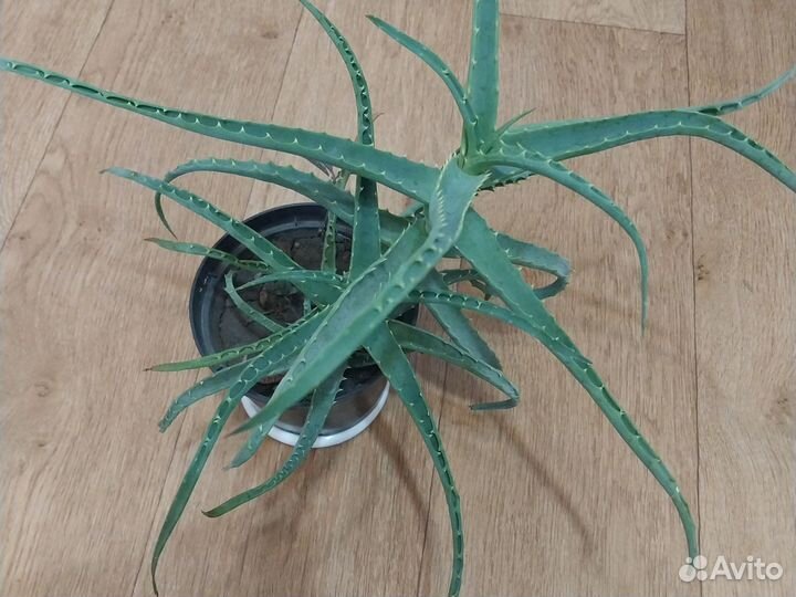 Комнатные цветы алоэ