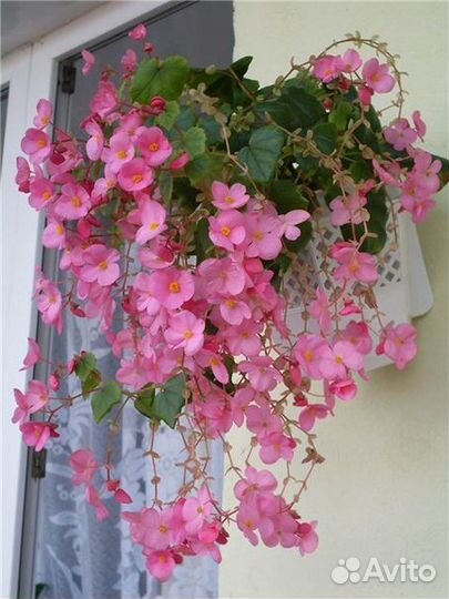 Бегония Глюар (высылаю почтой )