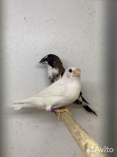 Японские амадины