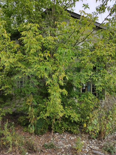 Дом 35 м² на участке 50 сот.