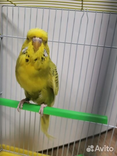 Волнистый попугай