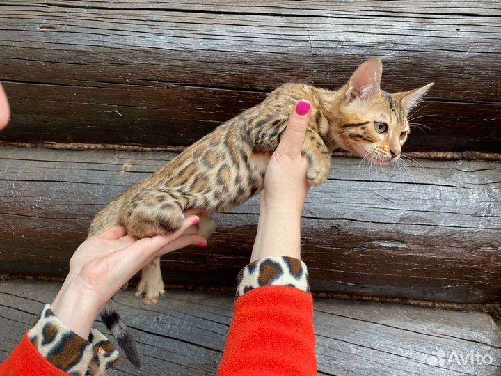 Бенгальские котята