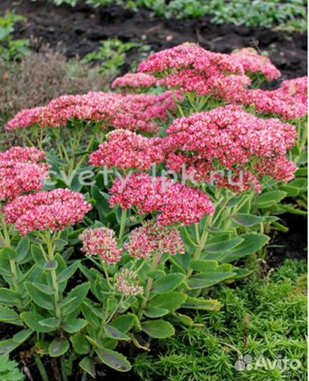 Очиток видный