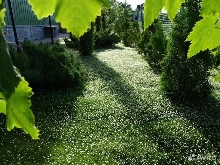 Эксклюзивный низкорослый газон - Аlena