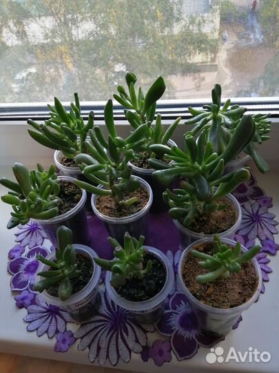 Крассула толстянка