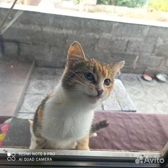 Котенок от мышеловки