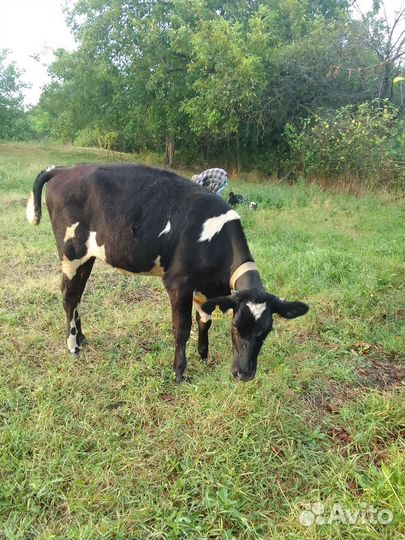 Тёлки 3головы