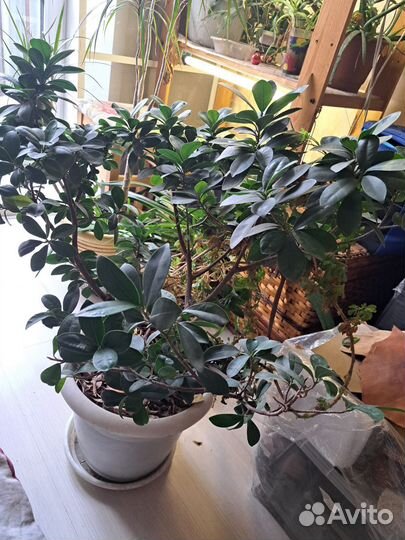 Фикус бонсай 75 см с горшком. 45см само растение