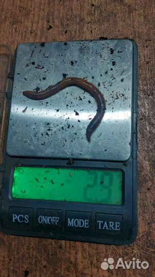 Червь дендробена