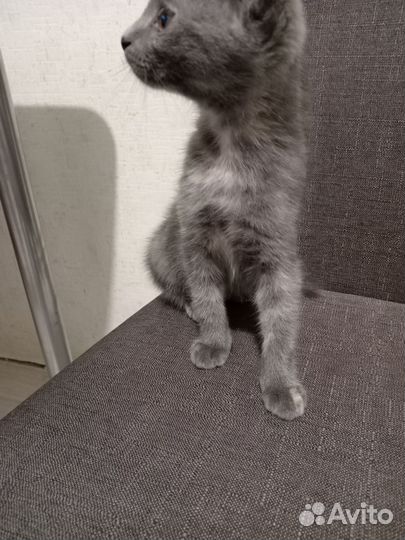 Котёнок 3-4 месяца девочка