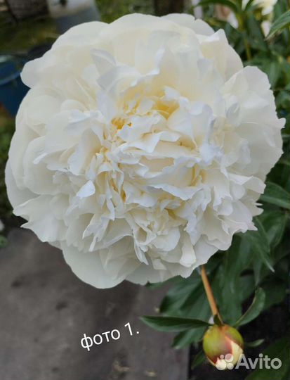 Пионы саженцы