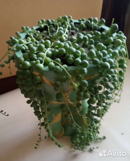 Крестовник роули