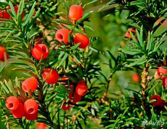 Оптом сеянцы Пихта Кавказская, Тис