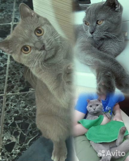 Отдам в добрые руки