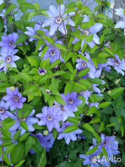 Клематис голубого цвета