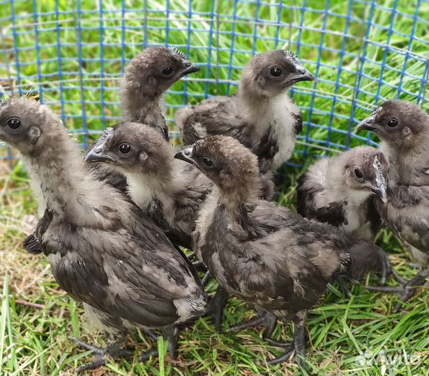 Куры молодки Амераукана, Ухейилюй и другие