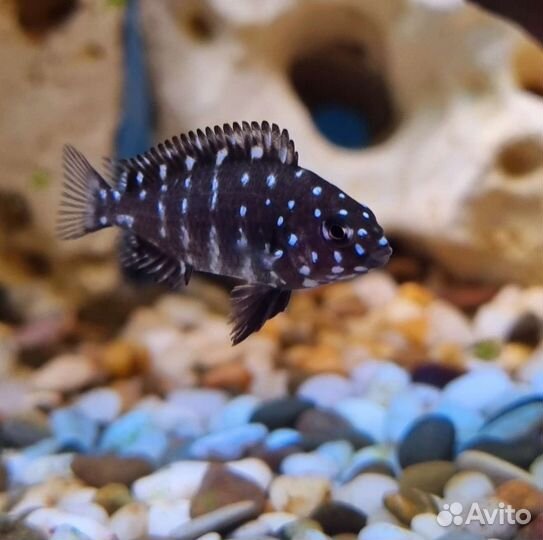 Цихлиды Африканские