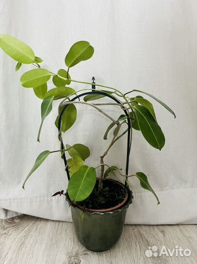 Hoya хойя икеа