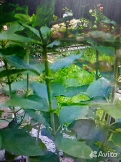 Гортензия метельчатая. Лаймлайт