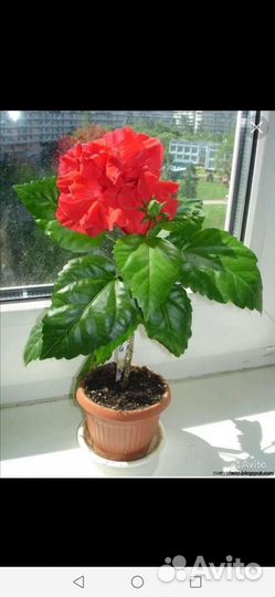 Каланхое и толстянка