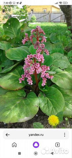 Цветы для сада