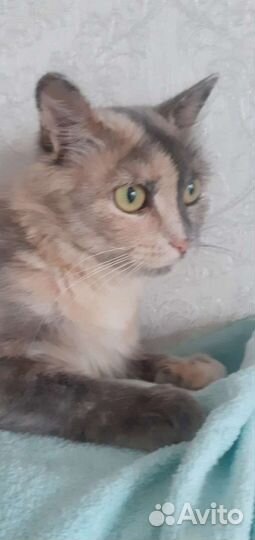 Кошечка Софа 2 года стерильная