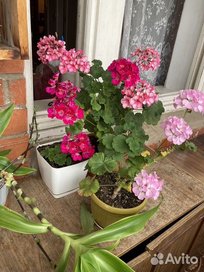 Герани, фиалки, суккуленты