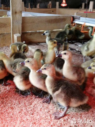 Инкубационное яйцо гусей. Гусята Линда, Серый