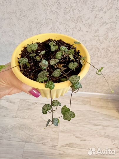 Церопегия Вуда