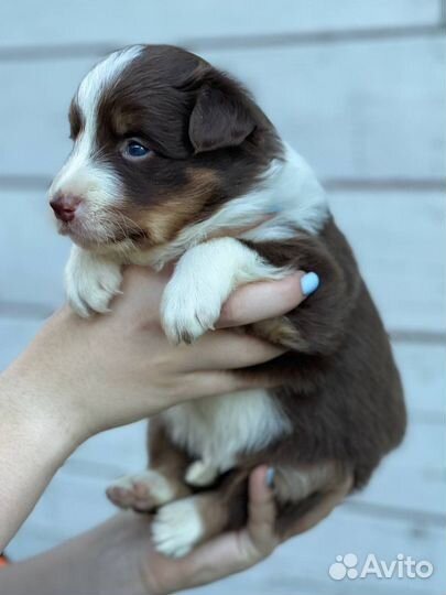 Бордер колли. Отличная девочка