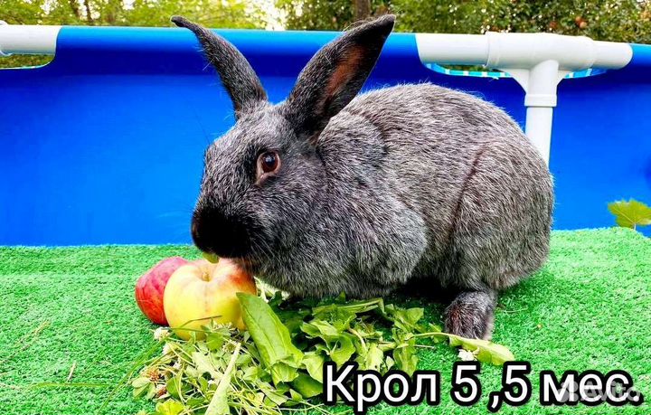 Кролики