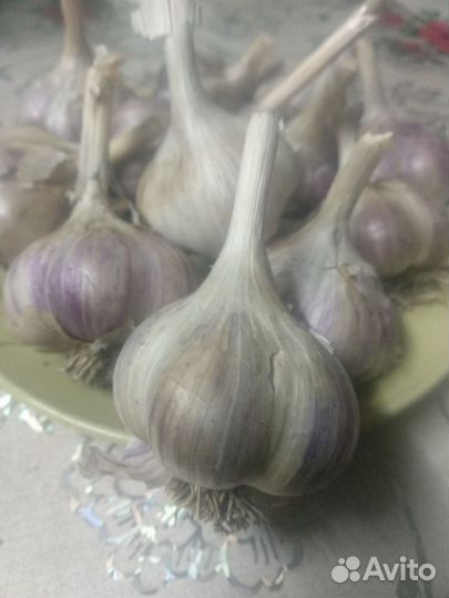 Чеснок,домашний