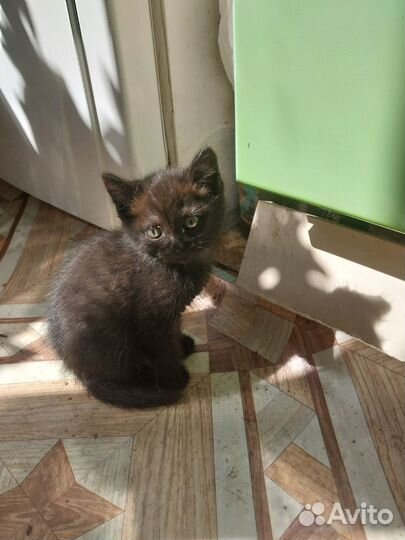 Чёрные котики