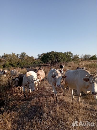 Крс и баранчики