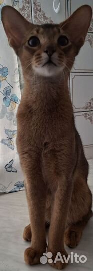 Абиссинские котята