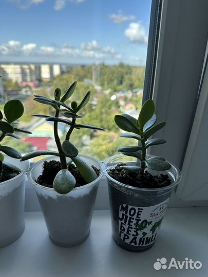 Толстянка. Денежное дерево