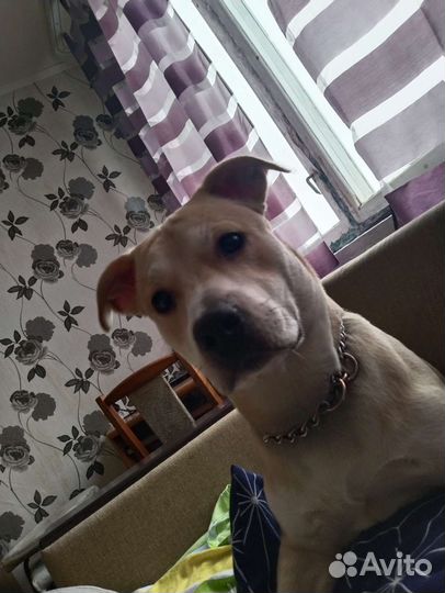 В добрые руки