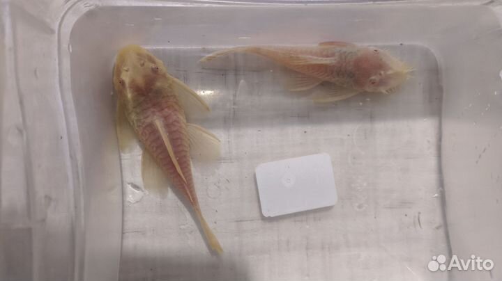 Анциструсы