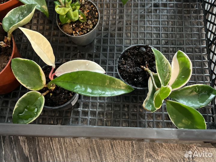 Хойя разные