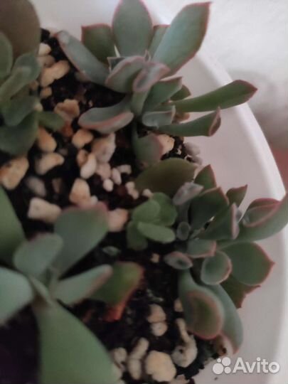 Crassula ovata Money jade Magic