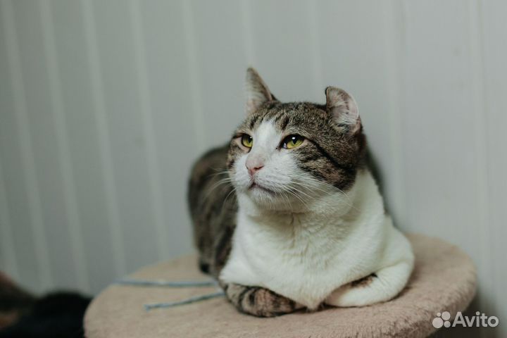 Кот Аким ищет дом