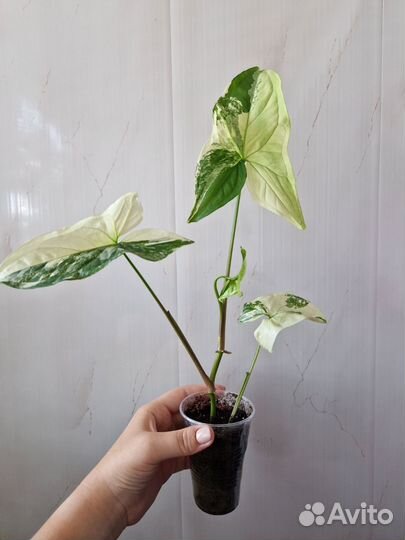 Сингониум imperial white