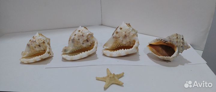 Морские ракушки раковины, звезды морсике