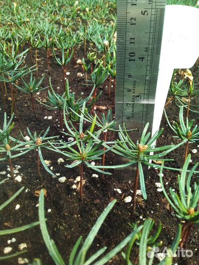 Пихта Нордмана кавказская