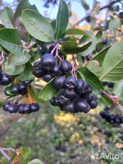 Черноплодка