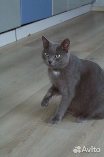 Русская голубая Шеба