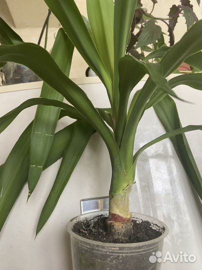 Юкка, Традесканция Рео