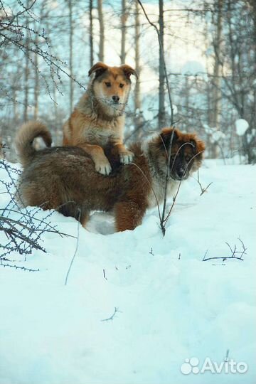 Щенки аляскинского маламута